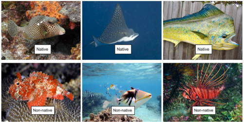 Invasive Fish Identifier Deep Learning image